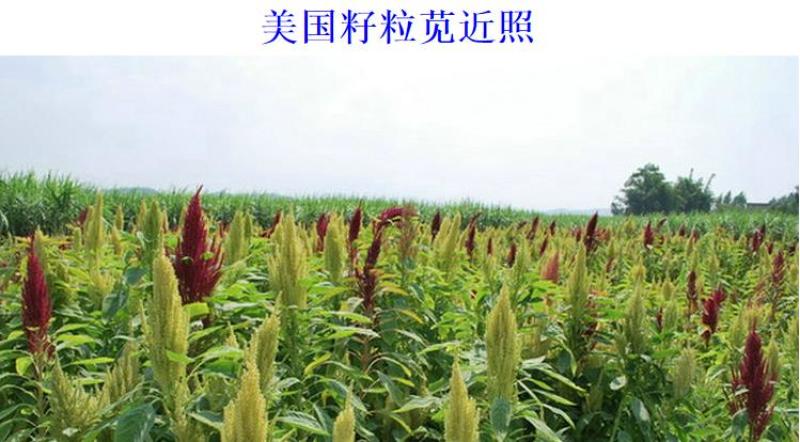 美国籽粒苋种子牧草黑千穗谷高蛋白喂鸡鸭鹅猪牛羊家禽苋菜籽
