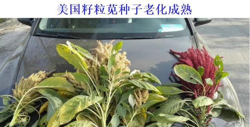 美国籽粒苋种子牧草黑千穗谷高蛋白喂鸡鸭鹅猪牛羊家禽苋菜籽