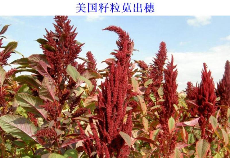 美国籽粒苋种子牧草黑千穗谷高蛋白喂鸡鸭鹅猪牛羊家禽苋菜籽