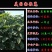 美国籽粒苋种子牧草黑千穗谷高蛋白喂鸡鸭鹅猪牛羊家禽苋菜籽