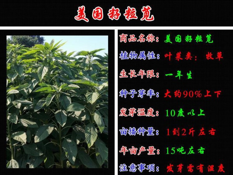 美国籽粒苋种子牧草黑千穗谷高蛋白喂鸡鸭鹅猪牛羊家禽苋菜籽