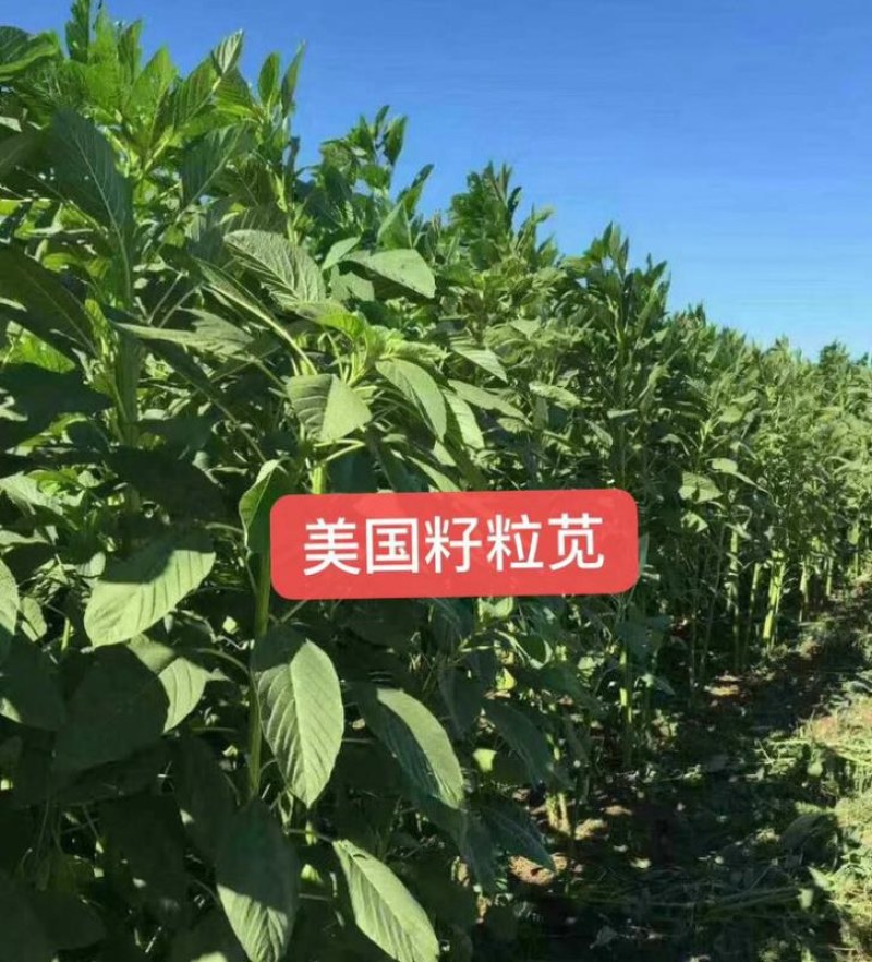 美国籽粒苋种子牧草黑千穗谷高蛋白喂鸡鸭鹅猪牛羊家禽苋菜籽
