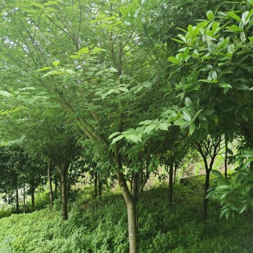 10公分精品樱花，苗圃常年大量供应，精品树型，价格实惠