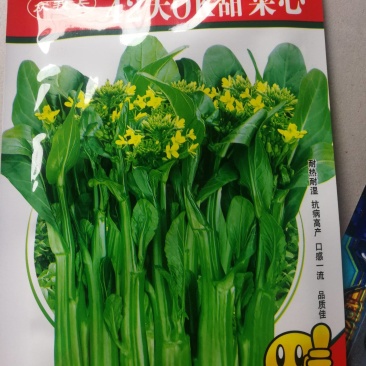 甜菜心种子菜心菜苔广东青菜种籽，根系发达抗热耐湿能力强