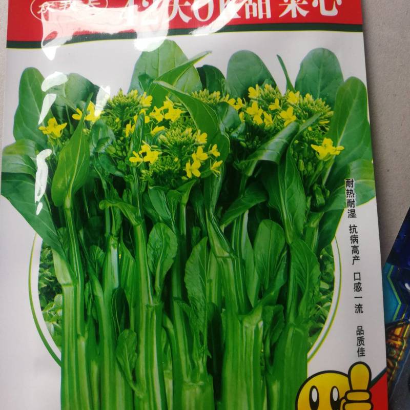 甜菜心种子菜心菜苔广东青菜种籽，根系发达抗热耐湿能力强