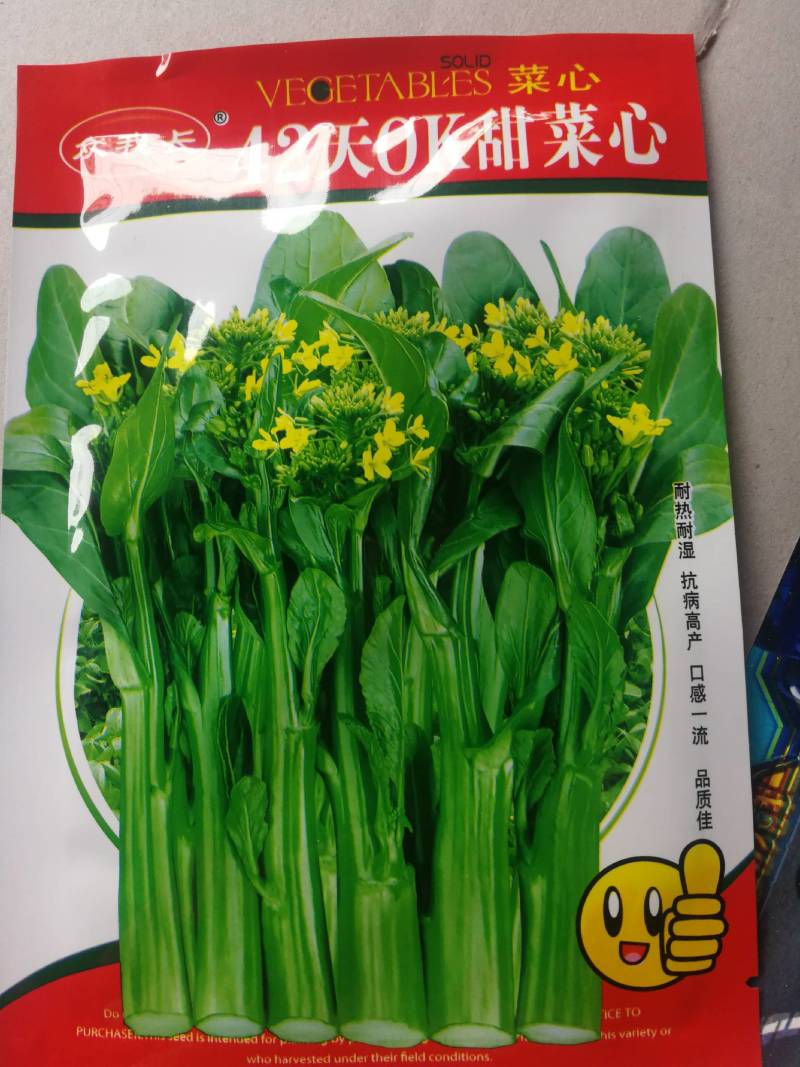 甜菜心种子菜心菜苔广东青菜种籽，根系发达抗热耐湿能力强