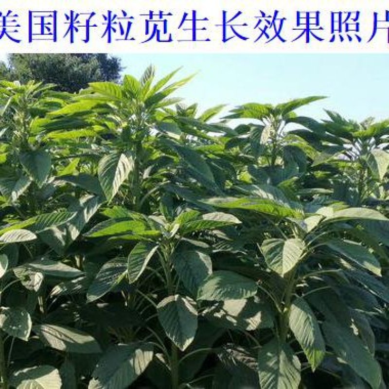 美国籽粒苋种子牧草黑千穗谷高蛋白喂鸡鸭鹅猪牛羊家禽苋菜籽