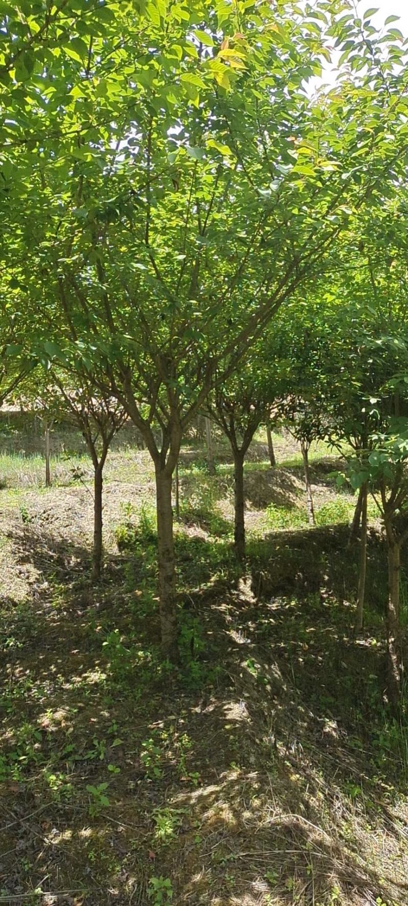 10公分精品樱花，苗圃常年大量供应，精品树型，价格实惠