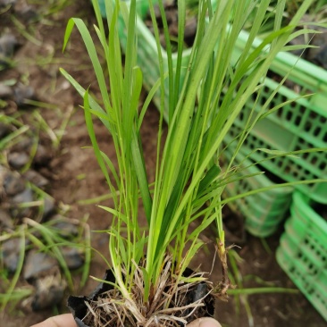 麦冬
