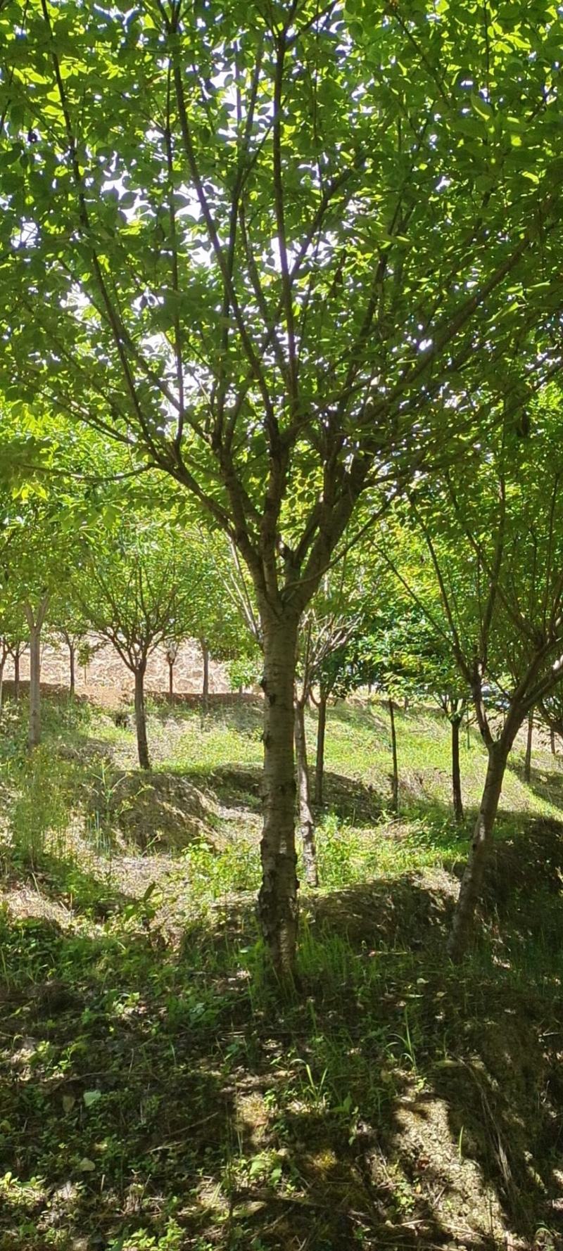 10公分精品樱花，苗圃常年大量供应，精品树型，价格实惠