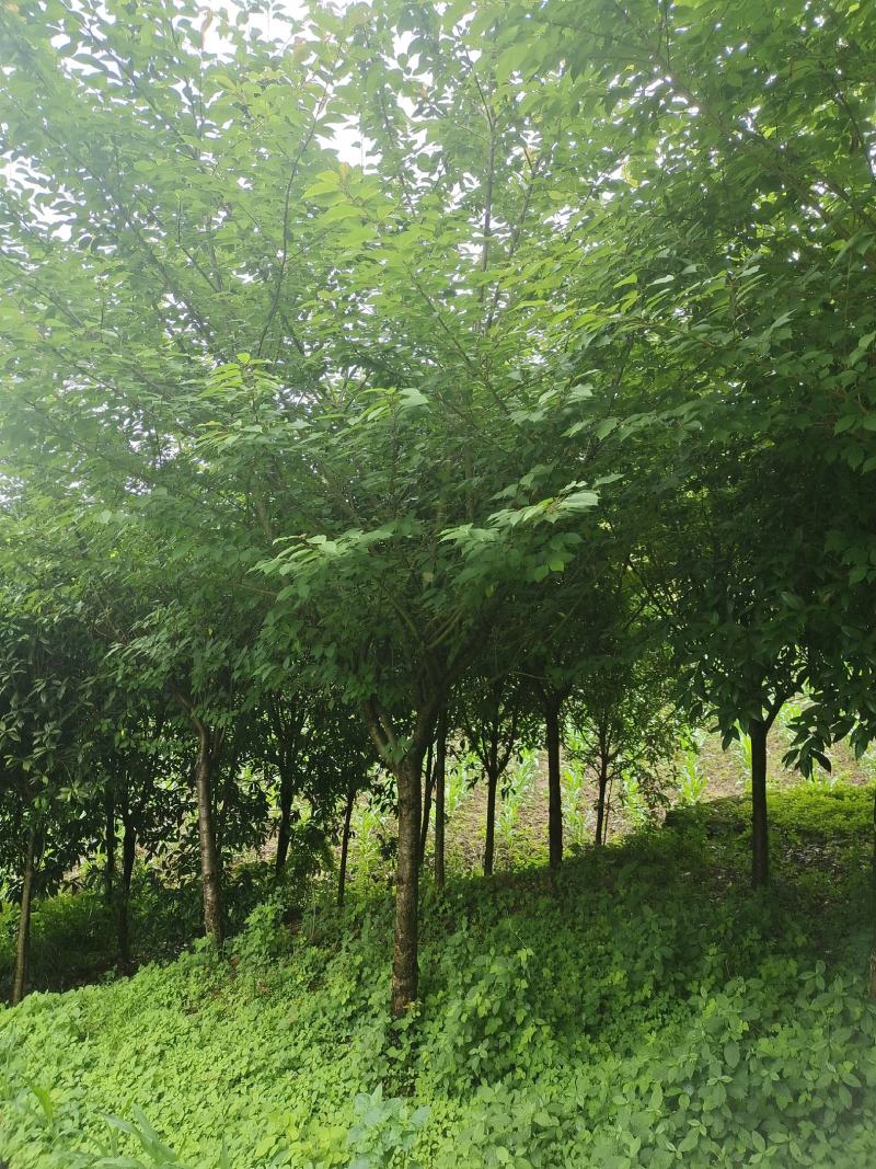 10公分精品樱花，苗圃常年大量供应，精品树型，价格实惠