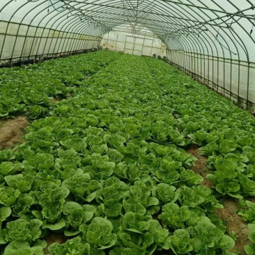 精品生菜鸡毛菜小青菜杭白菜上市中