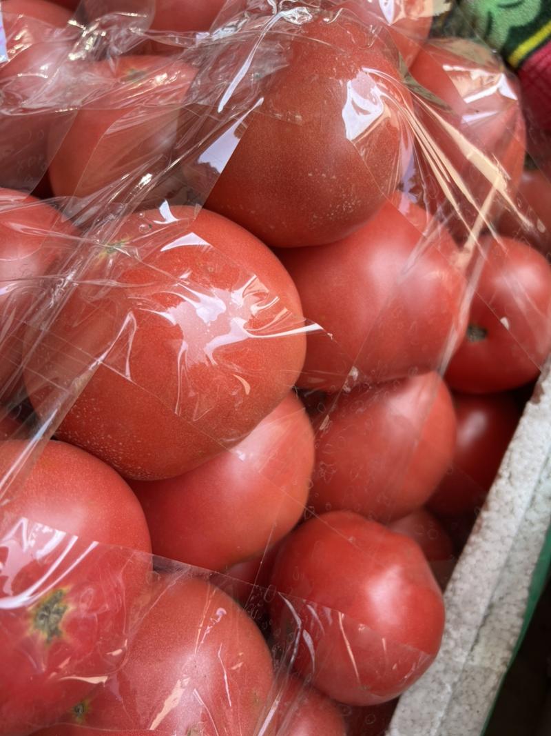 西红柿，本地番茄，粉果，大棚西红柿，大红果。