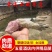 鳄鱼半皮掌，2/3斤真空包装，顺丰发货或物流发货！