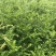 1米高红豆杉苗，苗圃常年大量供应，价格实惠
