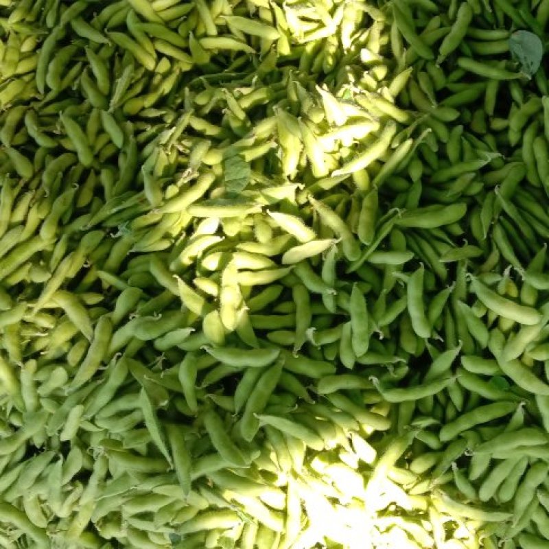 毛豆大量上市