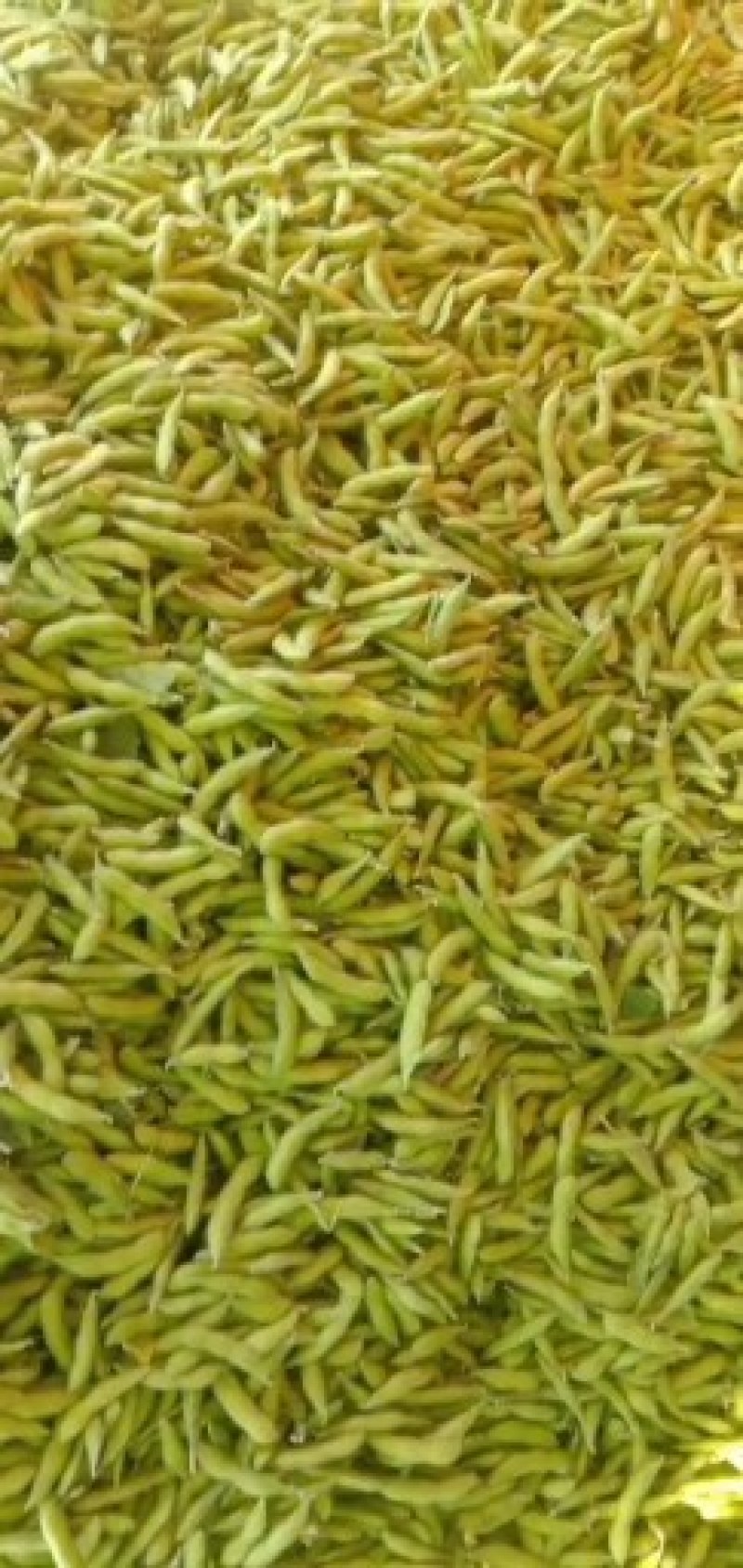 毛豆大量上市