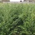 1米高红豆杉苗，苗圃常年大量供应，价格实惠