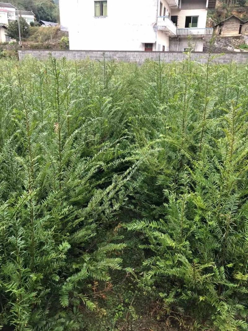1米高红豆杉苗，苗圃常年大量供应，价格实惠