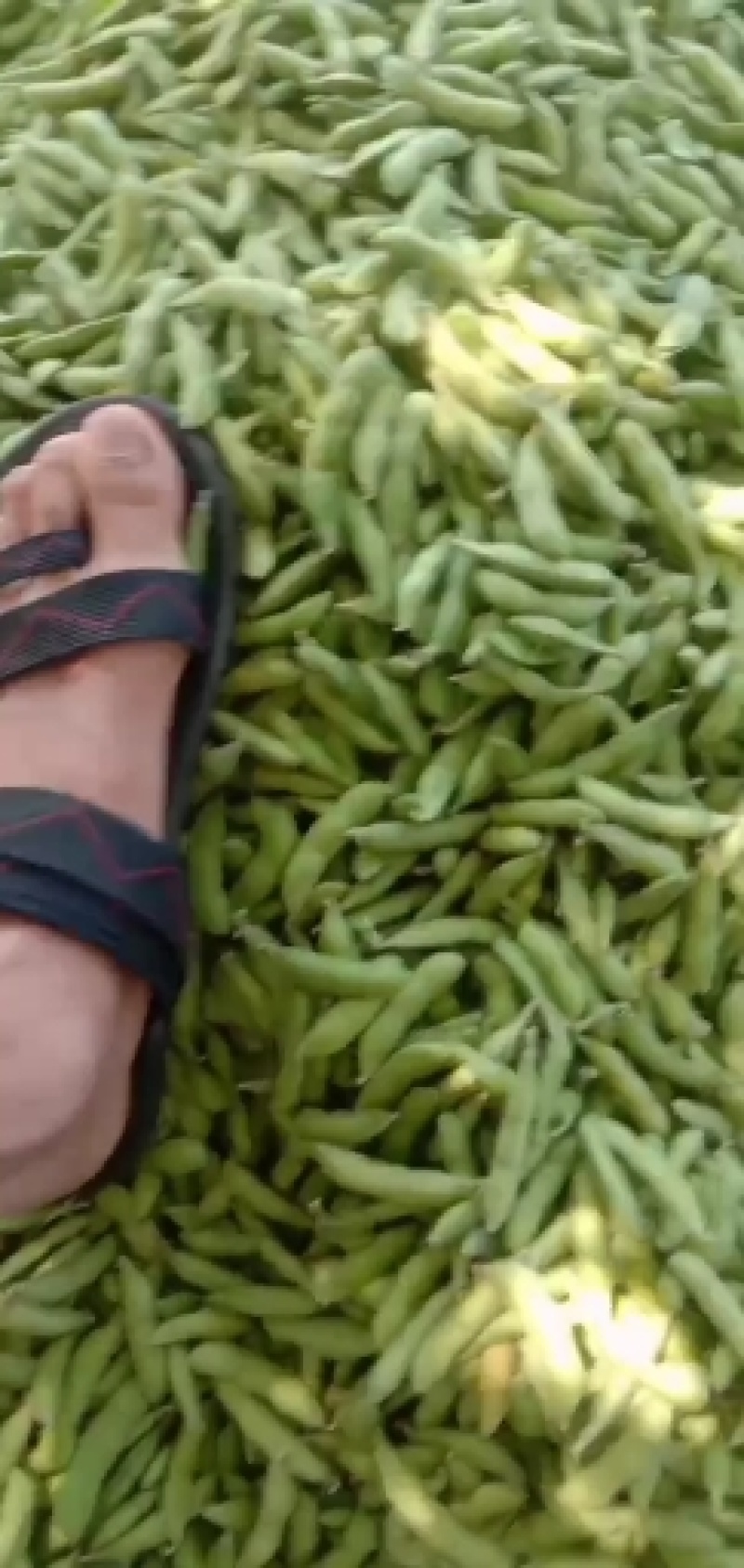 毛豆大量上市
