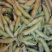 毛豆大量上市