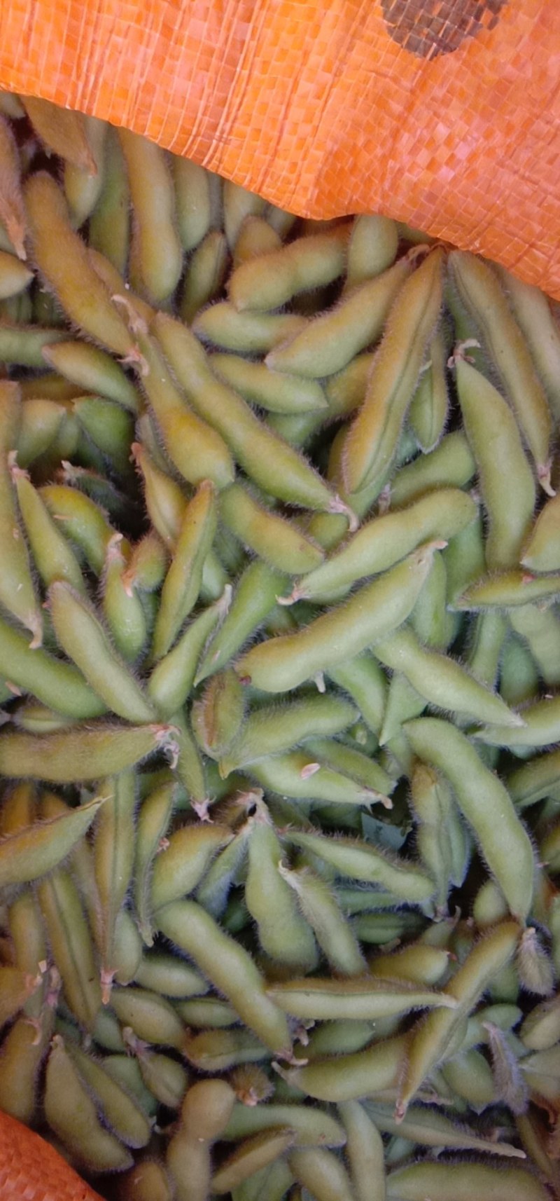 毛豆大量上市