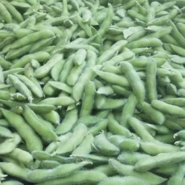 毛豆大量上市