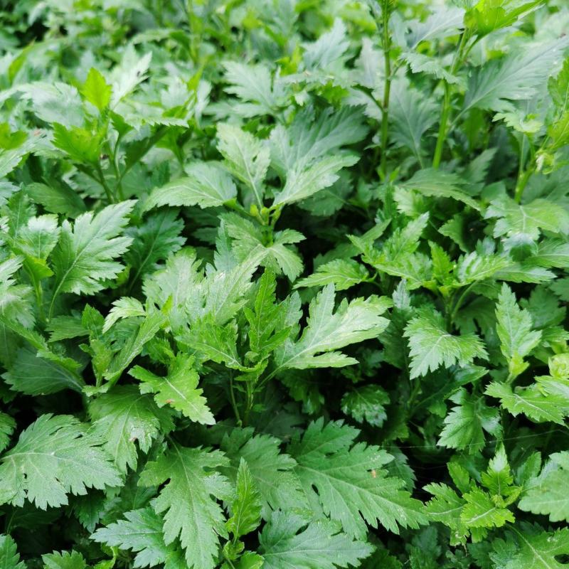 菊花脑苗菊花叶苗药食兼用绿植盆栽基地供苗保湿邮寄