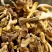 牛肝菌云南牛肝菌干净无杂餐饮直供一件代发