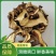 牛肝菌云南牛肝菌干净无杂餐饮直供一件代发
