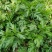 菊花脑苗菊花叶苗药食兼用绿植盆栽基地供苗保湿邮寄