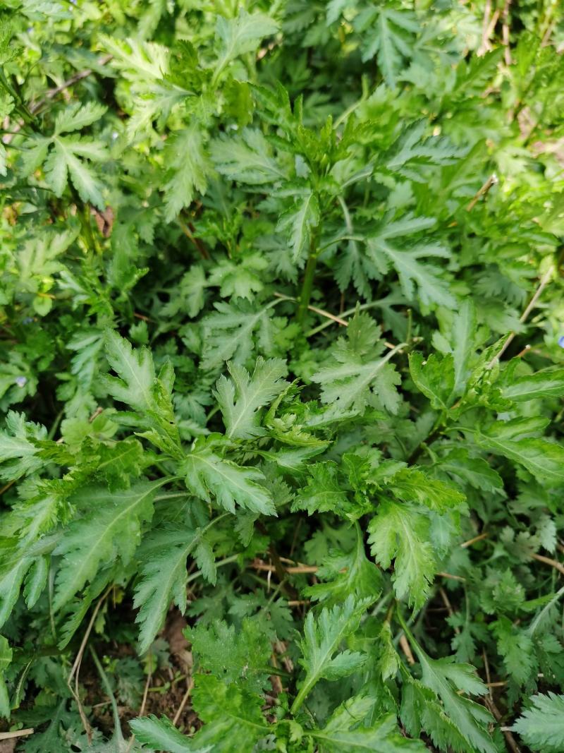 菊花脑苗菊花叶苗药食兼用绿植盆栽基地供苗保湿邮寄