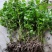 菊花脑苗菊花叶苗药食兼用绿植盆栽基地供苗保湿邮寄