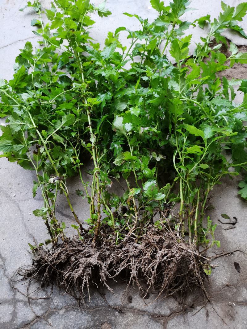 菊花脑苗菊花叶苗药食兼用绿植盆栽基地供苗保湿邮寄