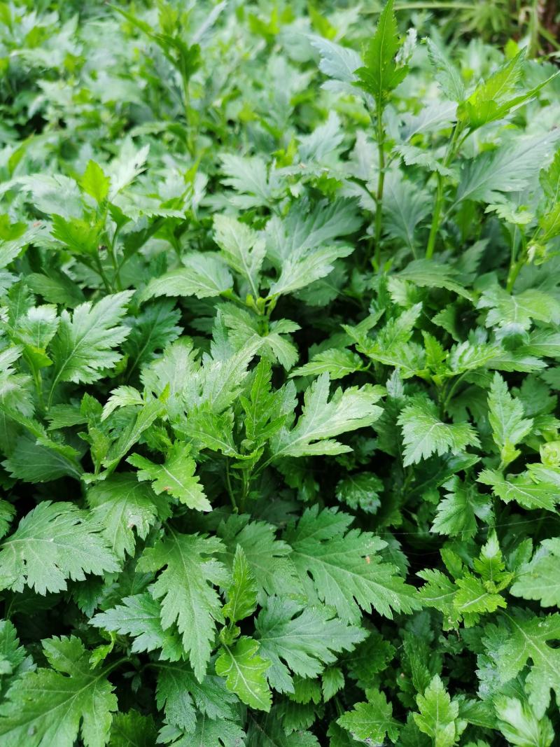 菊花脑苗菊花叶苗药食兼用绿植盆栽基地供苗保湿邮寄