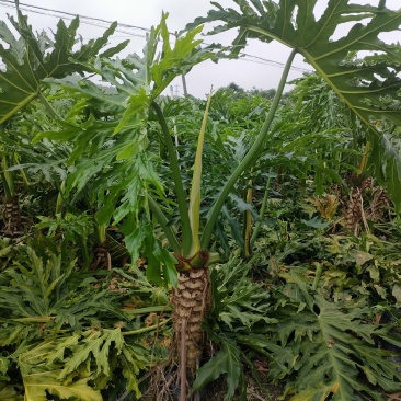 龙鳞春羽