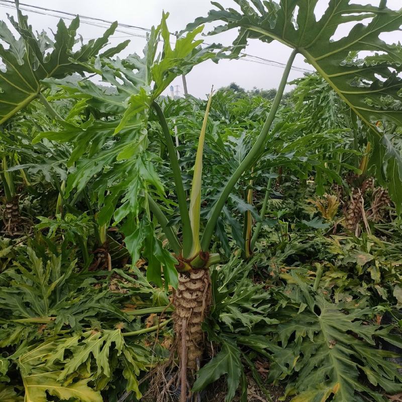 龙鳞春羽