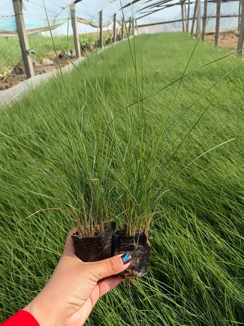 网红粉黛乱子草，花海景观基地直销，现货供应质量保证