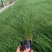 网红粉黛乱子草，花海景观基地直销，现货供应质量保证