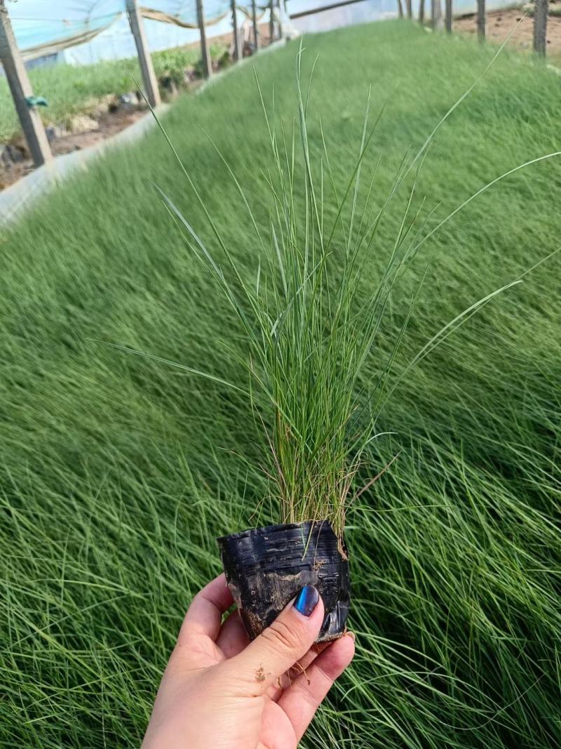 网红粉黛乱子草，花海景观基地直销，现货供应质量保证