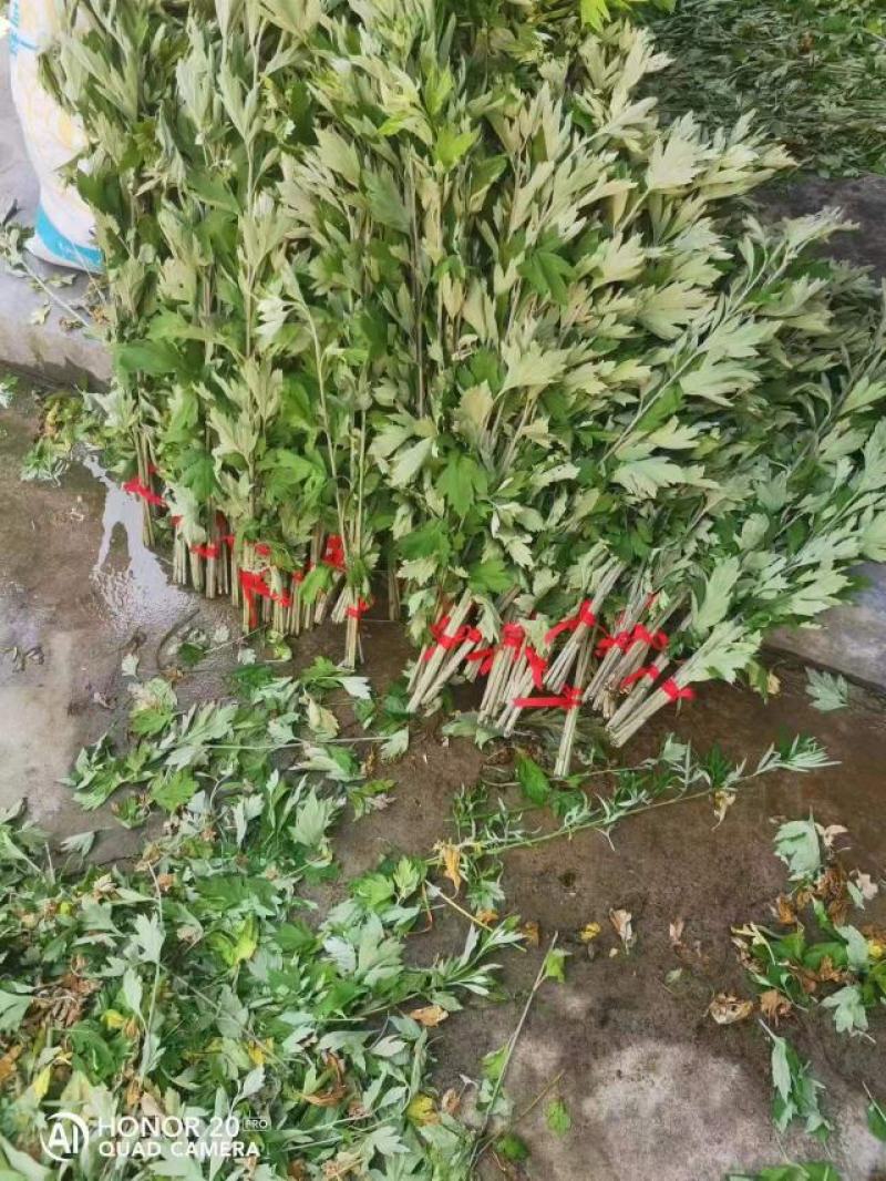 【优质】野生艾草全棵南阳艾桐柏艾叶干产地直发量大从优