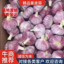 【精品】邳州大蒜大量紫皮蒜上市一手货源需要的老板直接联系我