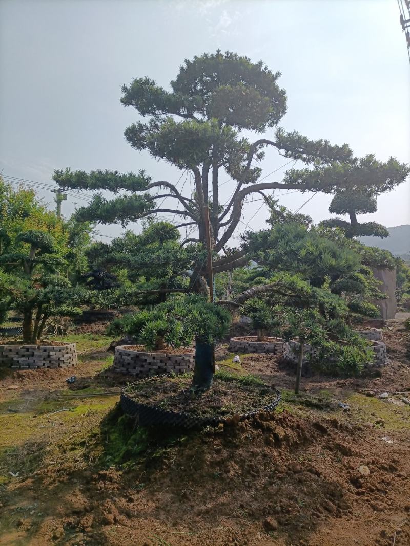 罗汉松