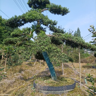 罗汉松
