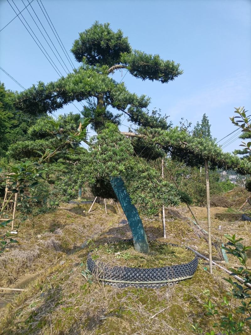 罗汉松