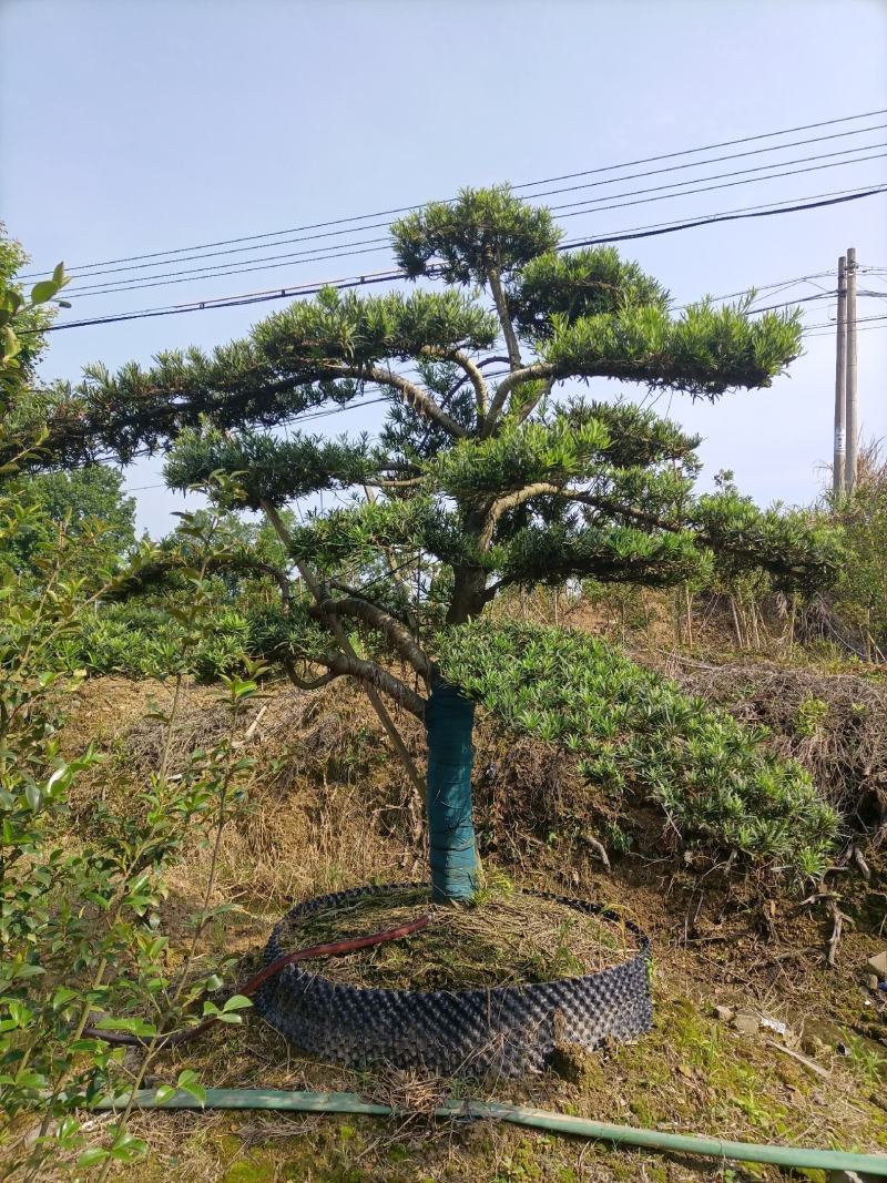 罗汉松
