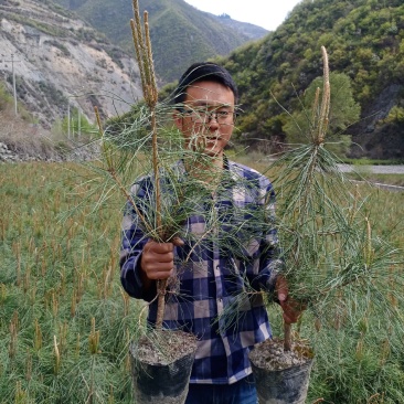 高山油松杯苗，16杯子，高度60至80公分，上车价好低！