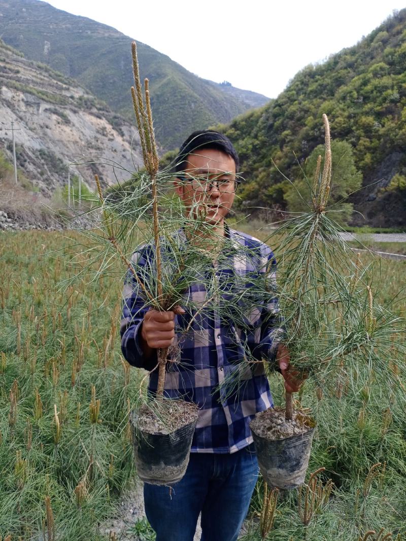 高山油松杯苗，16杯子，高度60至80公分，上车价好低！