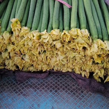 鲜花丝瓜，花鲜，条好，质量好，面积大。