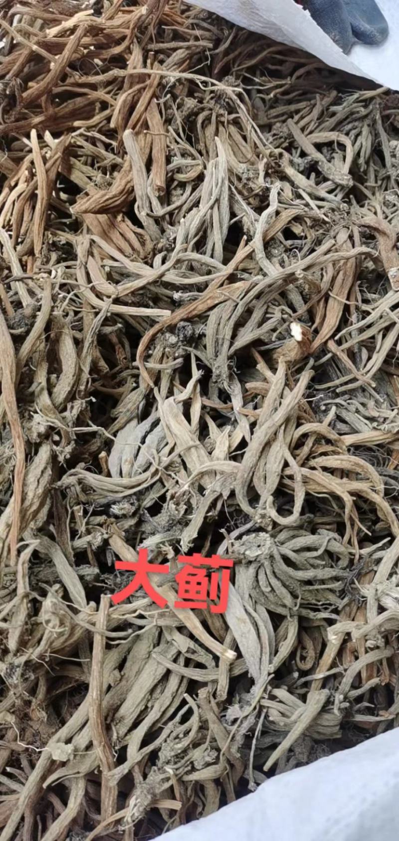 大蓟野生大蓟根